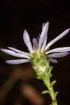 Walter's aster